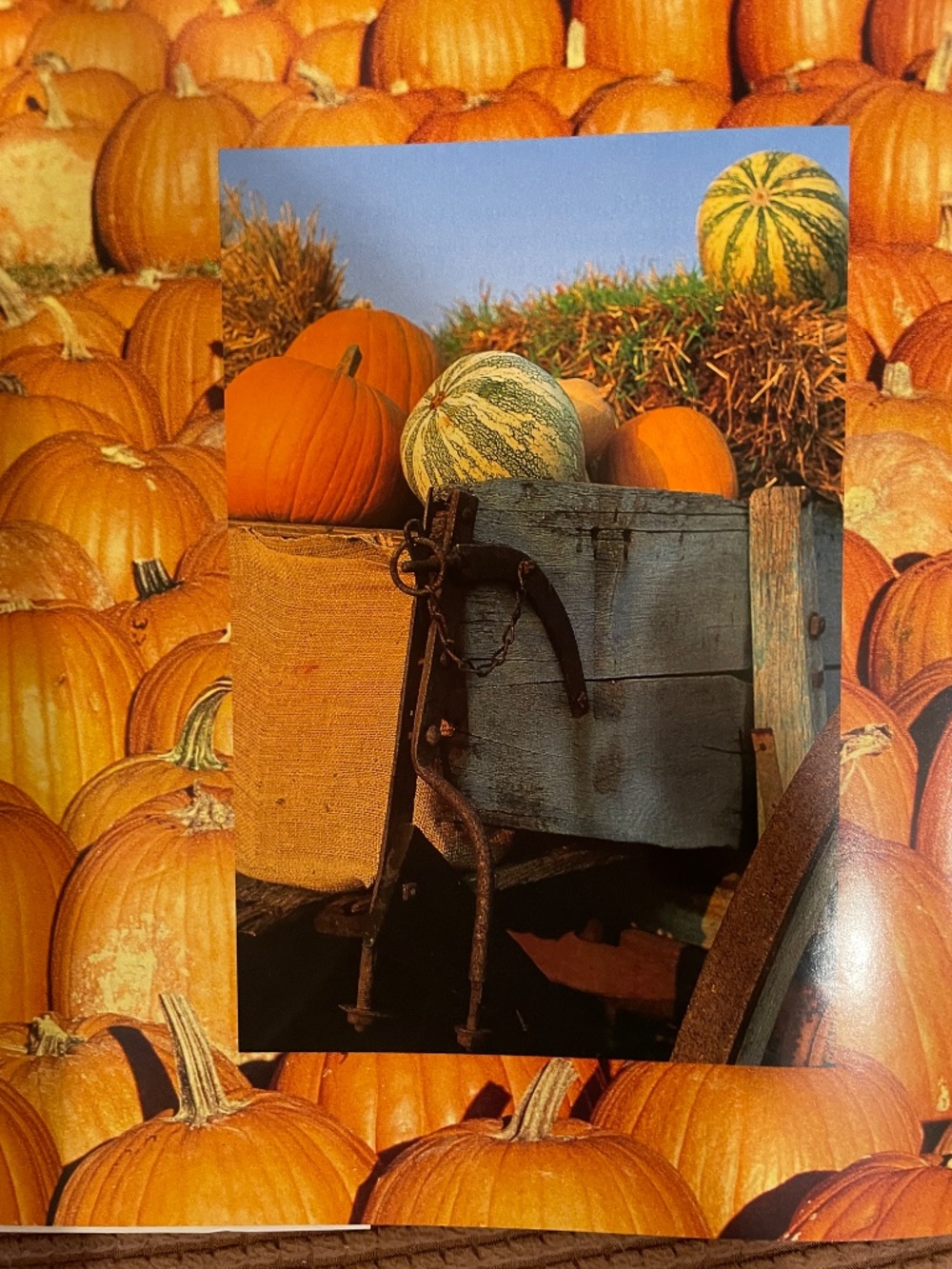 Punmpkins:  A Photographic Celebration - Hardbound - Picture 9 of 13
